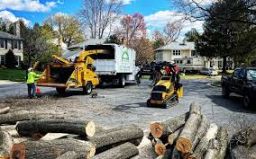 Professional Tree Removal and Landscaping Services in North Madison, OH